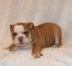 English Bulldog Puppies for sale in Stanley, WI 54768, USA. price: NA