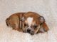 English Bulldog Puppies for sale in Stanley, WI 54768, USA. price: $2,000