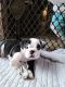 English Bulldog Puppies for sale in Grant, MI 49327, USA. price: NA