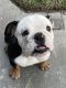 English Bulldog Puppies for sale in Homeland, CA 92548, USA. price: $1,000