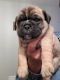 English Bulldog Puppies for sale in Quapaw, OK 74363, USA. price: NA