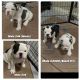 English Bulldog Puppies for sale in Menifee, CA, USA. price: NA