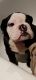 English Bulldog Puppies for sale in 3399 Wurzbach Rd, San Antonio, TX 78238, USA. price: NA