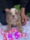 English Bulldog Puppies for sale in Torrance, CA 90501, USA. price: NA
