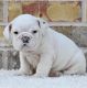 English Bulldog Puppies for sale in Albany, NY, USA. price: NA