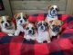 English Bulldog Puppies for sale in St Cloud, MN, USA. price: $1,200
