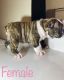 English Bulldog Puppies for sale in Fort Worth, TX, USA. price: $2,000