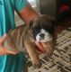 English Bulldog Puppies for sale in Hampton, GA 30228, USA. price: NA