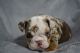 English Bulldog Puppies for sale in Santa Ana, CA 92701, USA. price: NA