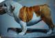 English Bulldog Puppies for sale in Toone, TN 38381, USA. price: $2,500