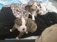English Bulldog Puppies for sale in Sandy, OR, USA. price: NA