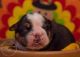 English Bulldog Puppies for sale in Jasper, MO 64755, USA. price: NA
