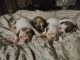 English Bulldog Puppies for sale in Hickory, NC, USA. price: NA