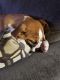 English Bulldog Puppies for sale in Colorado Springs, CO, USA. price: $500