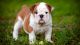 English Bulldog Puppies for sale in Caney, KS 67333, USA. price: NA