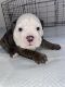 English Bulldog Puppies for sale in El Cajon, CA, USA. price: NA