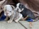 English Bulldog Puppies for sale in San Francisco Bay Area, CA, USA. price: NA