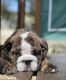 English Bulldog Puppies for sale in New York, NY, USA. price: $550