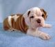 English Bulldog Puppies for sale in Harrison, TN 37341, USA. price: NA