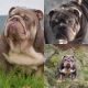 English Bulldog Puppies for sale in Helena, MT, USA. price: NA