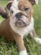 English Bulldog Puppies for sale in Southwest Houston, Houston, TX, USA. price: NA