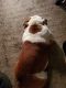 English Bulldog Puppies for sale in 11414 St John Rd, Cecilia, KY 42724, USA. price: NA