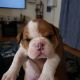 English Bulldog Puppies for sale in Elmwood Park, NJ 07407, USA. price: NA