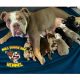 English Bulldog Puppies for sale in Aurora, CO, USA. price: NA