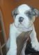 English Bulldog Puppies for sale in Spanaway, WA, USA. price: NA