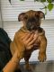 English Bulldog Puppies for sale in Bridgeview, IL, USA. price: NA