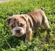 English Bulldog Puppies for sale in Lehigh Acres, FL 33976, USA. price: $3,000
