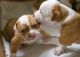 English Bulldog Puppies for sale in Kuwait St, Fayetteville, NC 28303, USA. price: $500