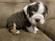 English Bulldog Puppies for sale in 2418 Goble Dr, Lorain, OH 44055, USA. price: NA