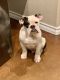 English Bulldog Puppies for sale in Gardendale, TX, USA. price: NA