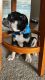 English Bulldog Puppies for sale in Dover, DE, USA. price: $3,500