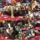 English Bulldog Puppies for sale in San Jose, CA, USA. price: NA