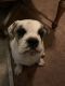 English Bulldog Puppies for sale in Tryon, OK 74875, USA. price: $800