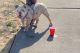 English Bulldog Puppies for sale in Hayward, CA, USA. price: $4,500