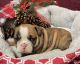 English Bulldog Puppies for sale in 191 Foothill Ave, Hollis, NY 11423, USA. price: NA