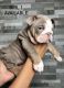 English Bulldog Puppies for sale in Corona, CA, USA. price: $5,000