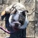 English Bulldog Puppies for sale in Fort Lauderdale, FL, USA. price: $20,000