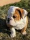 English Bulldog Puppies for sale in Windsor, CO, USA. price: NA