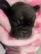 English Bulldog Puppies for sale in Spanaway, WA, USA. price: $2,500