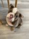 English Bulldog Puppies for sale in Westwood, Los Angeles, CA, USA. price: NA