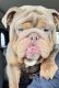 English Bulldog Puppies for sale in Bakersfield, CA, USA. price: NA