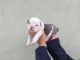 English Bulldog Puppies for sale in Merced, CA, USA. price: NA