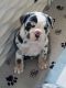 English Bulldog Puppies for sale in Tucson, AZ, USA. price: NA