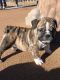 English Bulldog Puppies for sale in Westcliffe, CO 81252, USA. price: NA