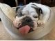 English Bulldog Puppies for sale in Wexford, PA 15090, USA. price: NA