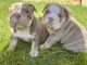 English Bulldog Puppies for sale in ON-401, Lakeshore, ON, Canada. price: NA